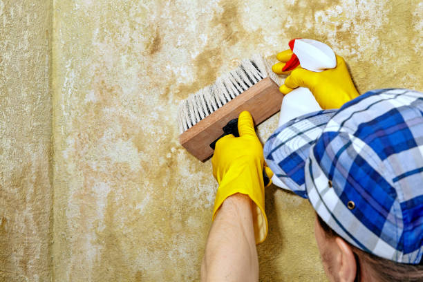 Best Mold Damage Restoration  in USA